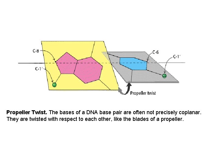 Propeller Twist. The bases of a DNA base pair are often not precisely coplanar.