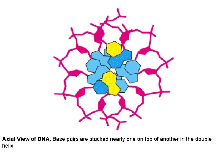 Axial View of DNA. Base pairs are stacked nearly one on top of another
