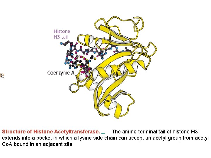 Structure of Histone Acetyltransferase. The amino-terminal tail of histone H 3 extends into a