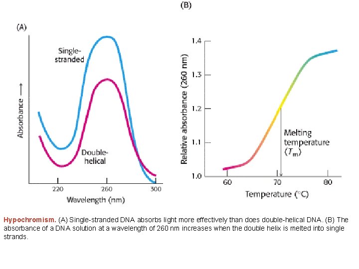 Hypochromism. (A) Single-stranded DNA absorbs light more effectively than does double-helical DNA. (B) The