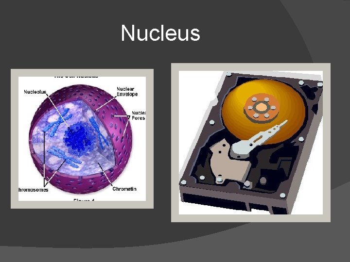 Nucleus 