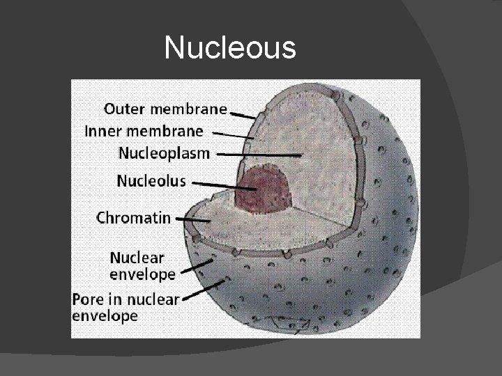 Nucleous 