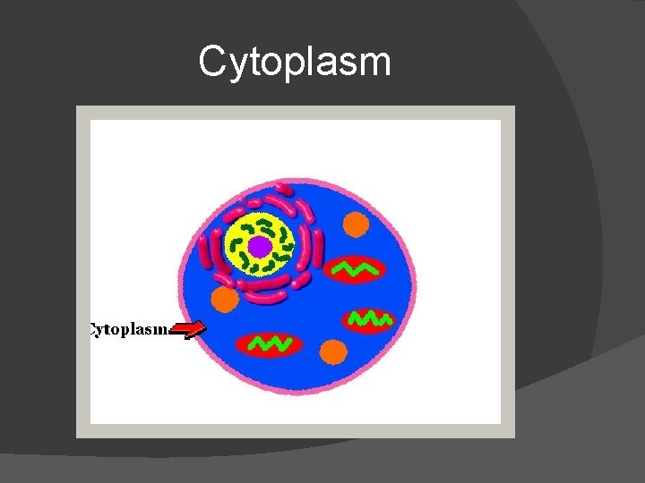 Cytoplasm 