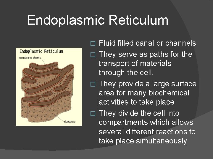 Endoplasmic Reticulum Fluid filled canal or channels � They serve as paths for the
