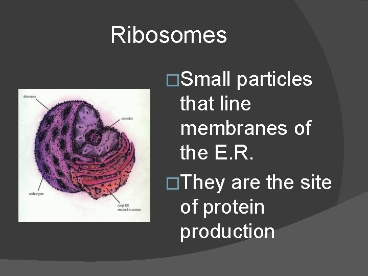 Ribosomes �Small particles that line membranes of the E. R. �They are the site