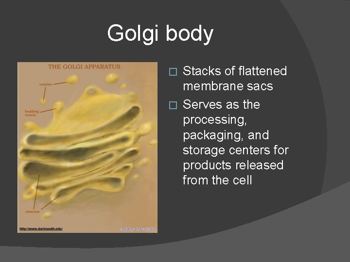 Golgi body Stacks of flattened membrane sacs � Serves as the processing, packaging, and