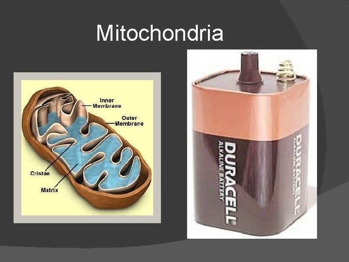 Mitochondria 