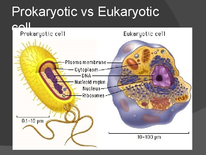 Prokaryotic vs Eukaryotic cell 