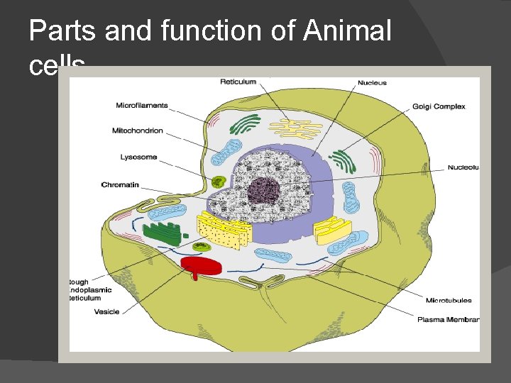 Parts and function of Animal cells 