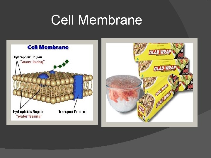 Cell Membrane 