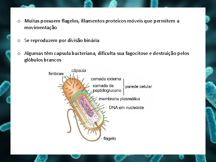 o Muitas possuem flagelos, filamentos proteicos móveis que permitem a movimentação o Se reproduzem