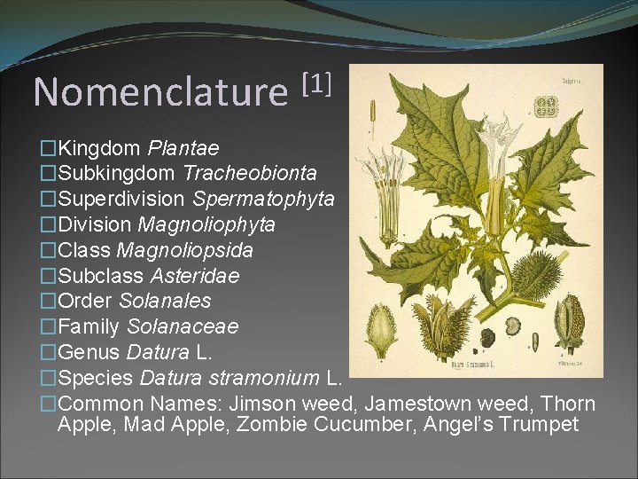 Nomenclature [1] �Kingdom Plantae �Subkingdom Tracheobionta �Superdivision Spermatophyta �Division Magnoliophyta �Class Magnoliopsida �Subclass Asteridae