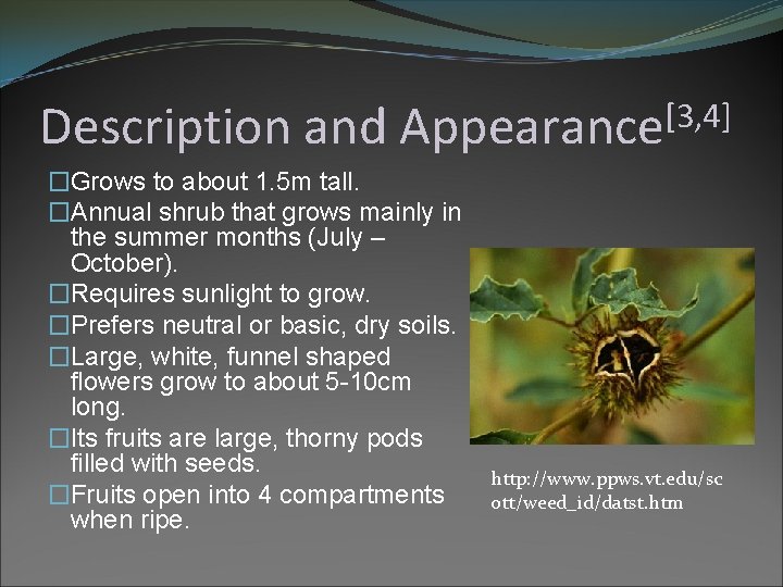 Description and [3, 4] Appearance �Grows to about 1. 5 m tall. �Annual shrub
