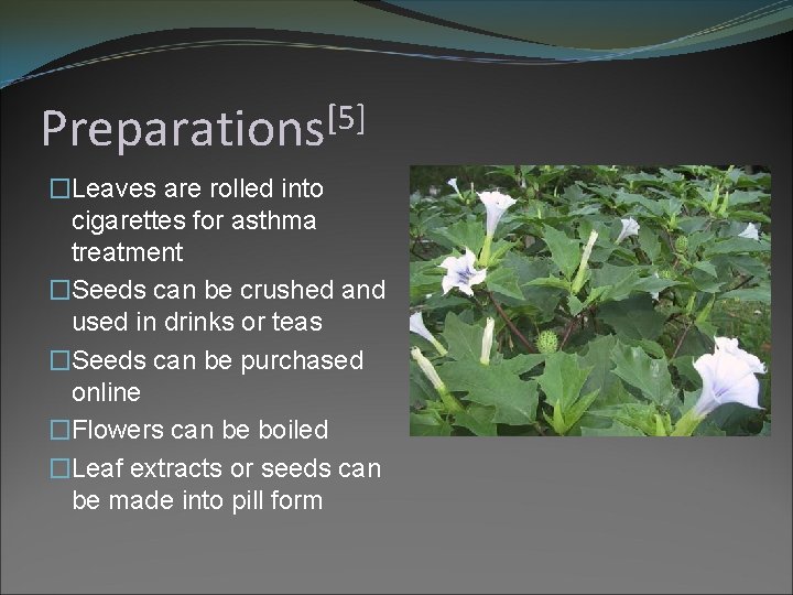 [5] Preparations �Leaves are rolled into cigarettes for asthma treatment �Seeds can be crushed