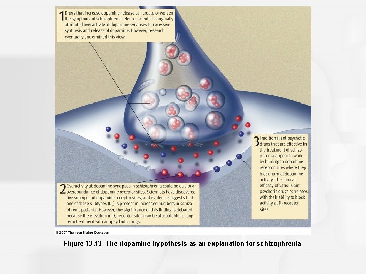 Figure 13. 13 The dopamine hypothesis as an explanation for schizophrenia 