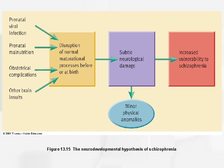 Figure 13. 15 The neurodevelopmental hypothesis of schizophrenia 
