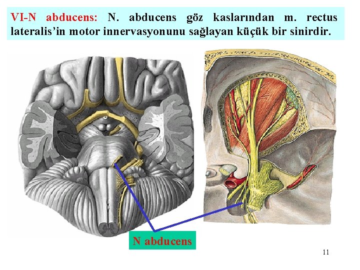 VI-N abducens: N. abducens göz kaslarından m. rectus lateralis’in motor innervasyonunu sağlayan küçük bir