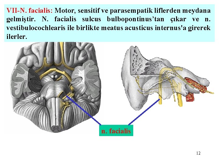 VII-N. facialis: Motor, sensitif ve parasempatik liflerden meydana gelmiştir. N. facialis sulcus bulbopontinus’tan çıkar