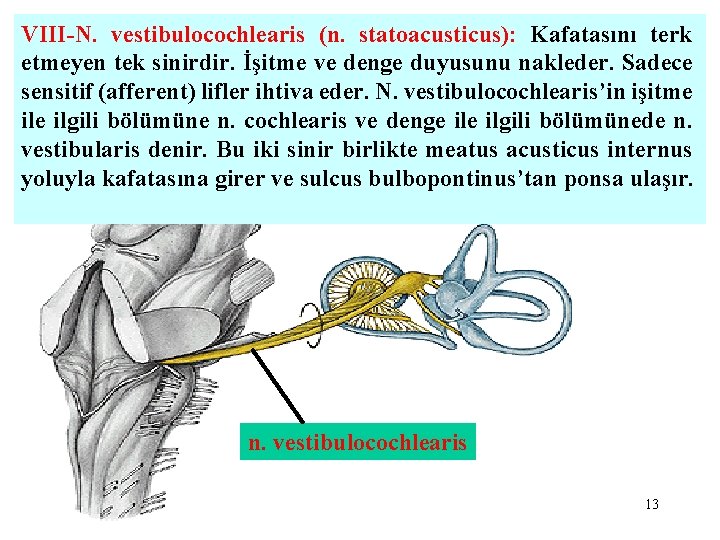 VIII-N. vestibulocochlearis (n. statoacusticus): Kafatasını terk etmeyen tek sinirdir. İşitme ve denge duyusunu nakleder.