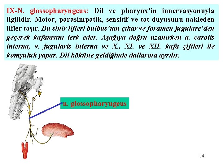 IX-N. glossopharyngeus: Dil ve pharynx’in innervasyonuyla ilgilidir. Motor, parasimpatik, sensitif ve tat duyusunu nakleden