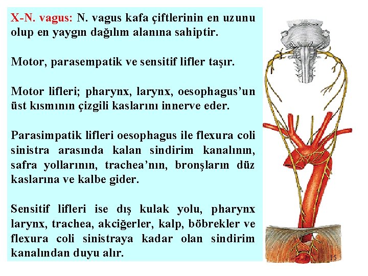 X-N. vagus: N. vagus kafa çiftlerinin en uzunu olup en yaygın dağılım alanına sahiptir.