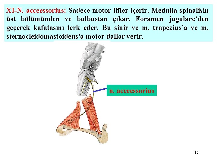 XI-N. acceessorius: Sadece motor lifler içerir. Medulla spinalisin üst bölümünden ve bulbustan çıkar. Foramen