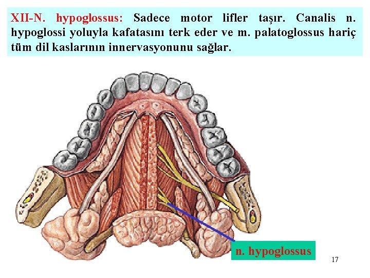 XII-N. hypoglossus: Sadece motor lifler taşır. Canalis n. hypoglossi yoluyla kafatasını terk eder ve