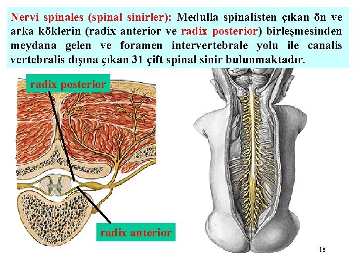 Nervi spinales (spinal sinirler): Medulla spinalisten çıkan ön ve arka köklerin (radix anterior ve