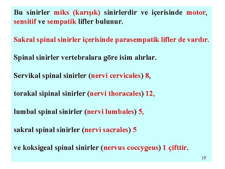 Bu sinirler miks (karışık) sinirlerdir ve içerisinde motor, sensitif ve sempatik lifler bulunur. Sakral