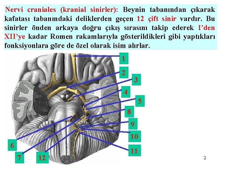 Nervi craniales (kranial sinirler): Beynin tabanından çıkarak kafatası tabanındaki deliklerden geçen 12 çift sinir