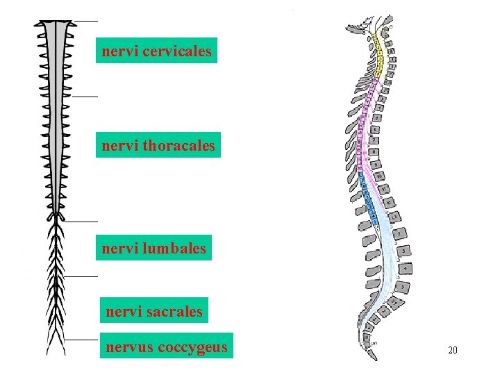 nervi cervicales nervi thoracales nervi lumbales nervi sacrales nervus coccygeus 20 