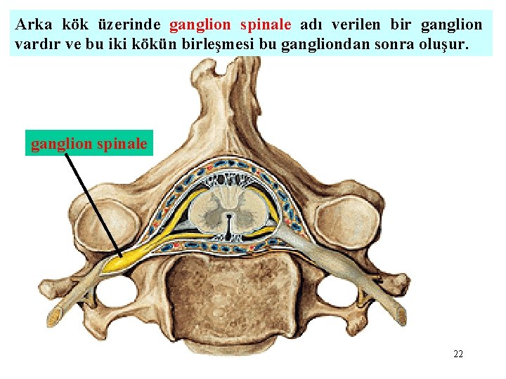 Arka kök üzerinde ganglion spinale adı verilen bir ganglion vardır ve bu iki kökün