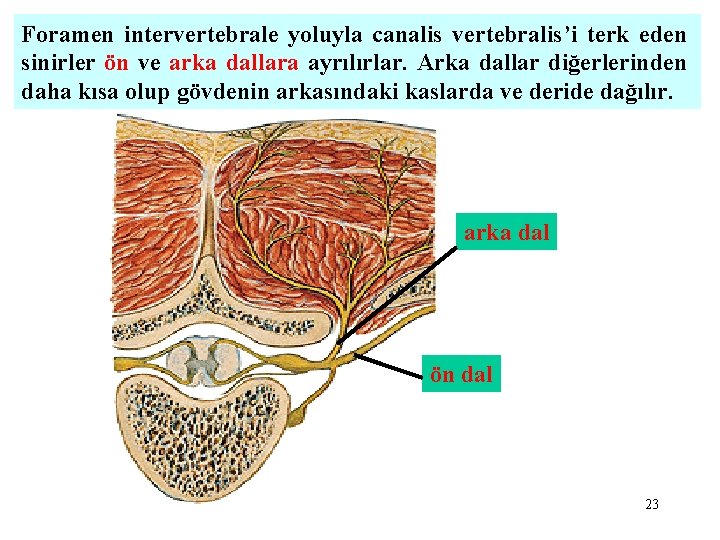 Foramen intervertebrale yoluyla canalis vertebralis’i terk eden sinirler ön ve arka dallara ayrılırlar. Arka