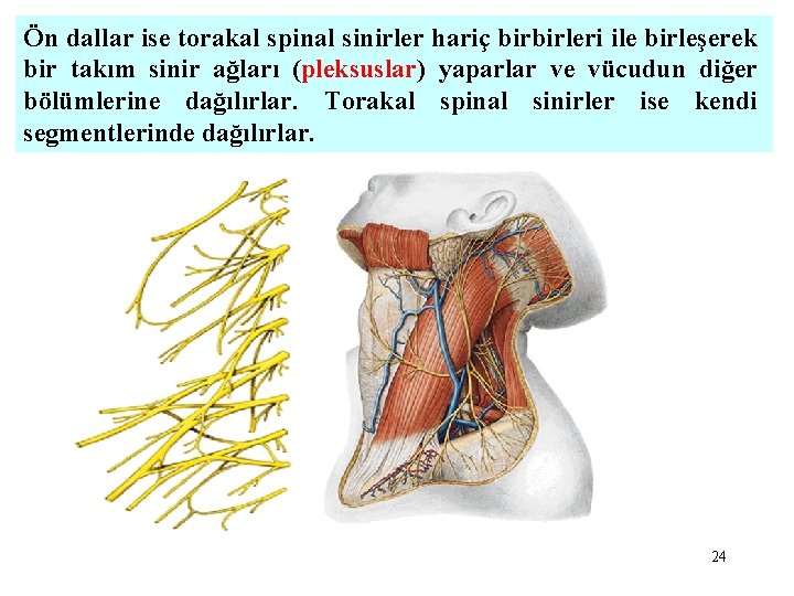 Ön dallar ise torakal spinal sinirler hariç birbirleri ile birleşerek bir takım sinir ağları