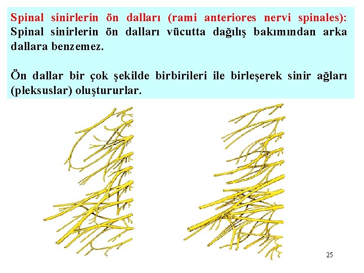 Spinal sinirlerin ön dalları (rami anteriores nervi spinales): Spinal sinirlerin ön dalları vücutta dağılış