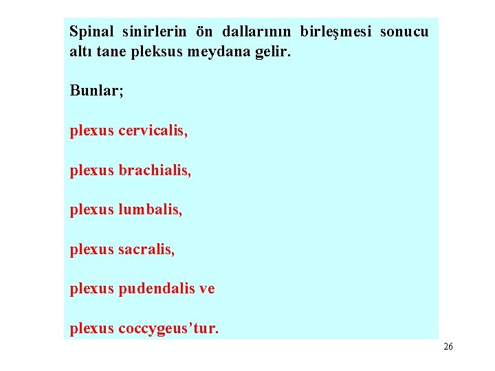 Spinal sinirlerin ön dallarının birleşmesi sonucu altı tane pleksus meydana gelir. Bunlar; plexus cervicalis,