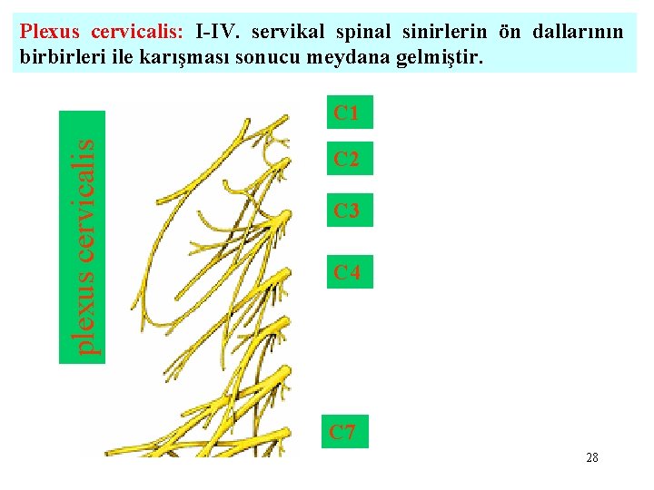 Plexus cervicalis: I-IV. servikal spinal sinirlerin ön dallarının birbirleri ile karışması sonucu meydana gelmiştir.