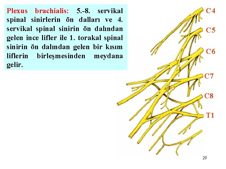 Plexus brachialis: 5. -8. servikal spinal sinirlerin ön dalları ve 4. servikal spinal sinirin