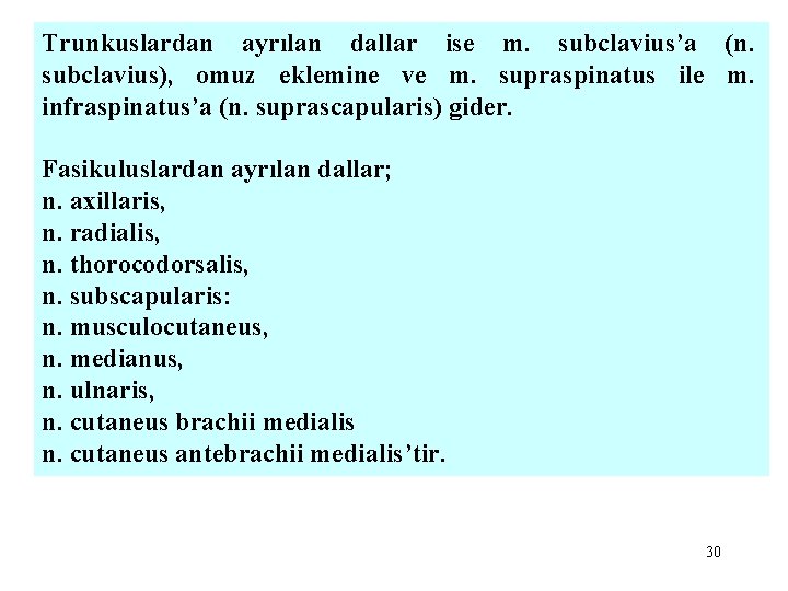 Trunkuslardan ayrılan dallar ise m. subclavius’a (n. subclavius), omuz eklemine ve m. supraspinatus ile