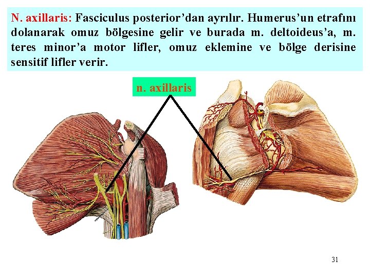 N. axillaris: Fasciculus posterior’dan ayrılır. Humerus’un etrafını dolanarak omuz bölgesine gelir ve burada m.