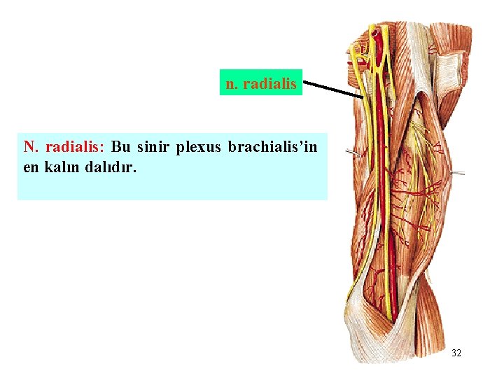 n. radialis N. radialis: Bu sinir plexus brachialis’in en kalın dalıdır. 32 