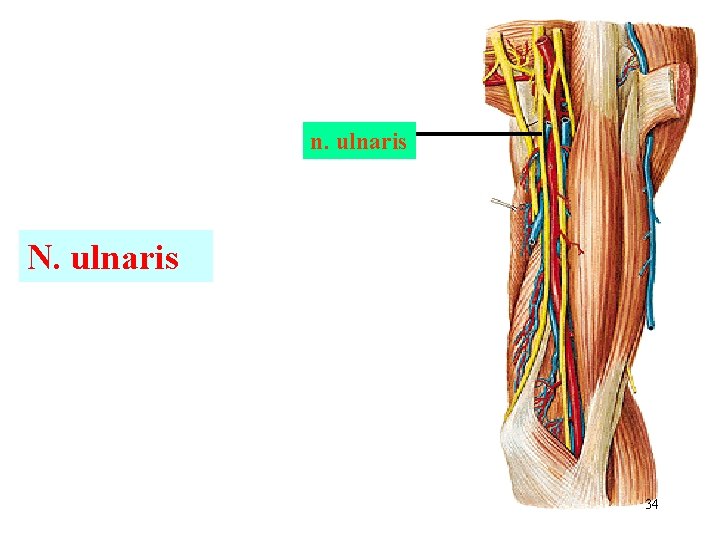 n. ulnaris N. ulnaris 34 