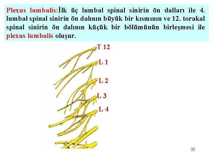 Plexus lumbalis: İlk üç lumbal spinal sinirin ön dalları ile 4. lumbal spinal sinirin