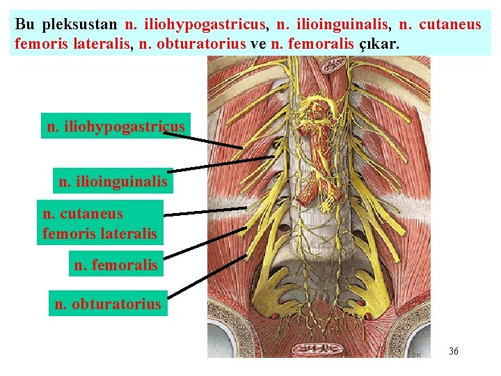 Bu pleksustan n. iliohypogastricus, n. ilioinguinalis, n. cutaneus femoris lateralis, n. obturatorius ve n.
