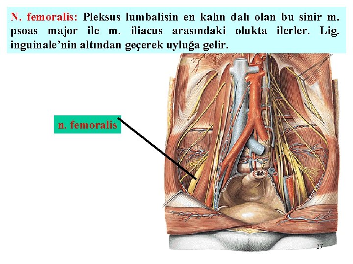 N. femoralis: Pleksus lumbalisin en kalın dalı olan bu sinir m. psoas major ile