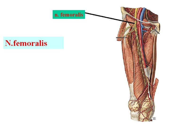 n. femoralis N. femoralis 38 