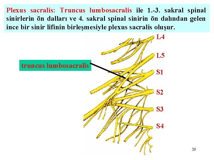 Plexus sacralis: Truncus lumbosacralis ile 1. -3. sakral spinal sinirlerin ön dalları ve 4.