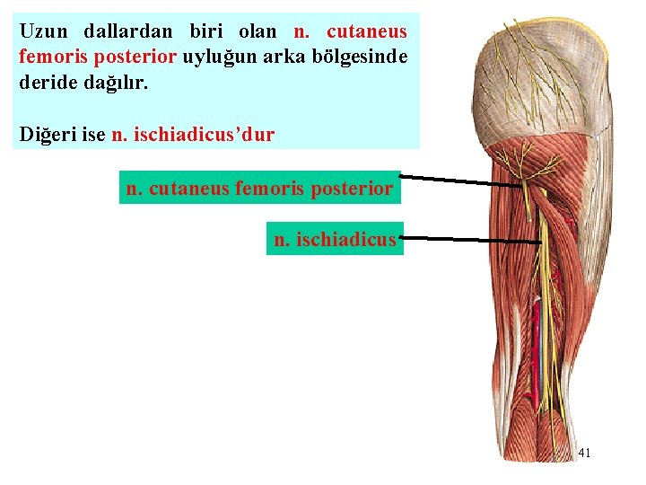 Uzun dallardan biri olan n. cutaneus femoris posterior uyluğun arka bölgesinde deride dağılır. Diğeri