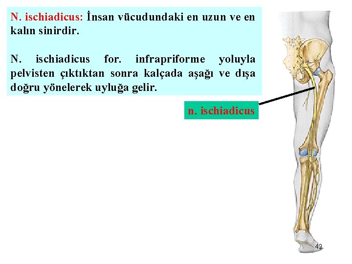 N. ischiadicus: İnsan vücudundaki en uzun ve en kalın sinirdir. N. ischiadicus for. infrapriforme