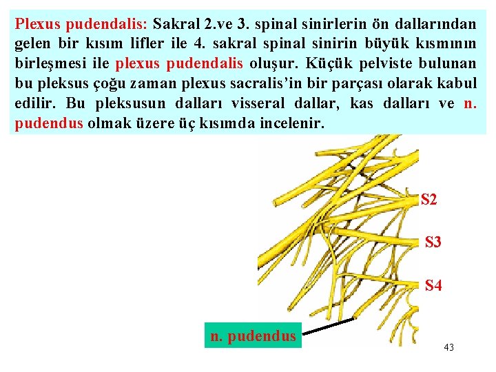 Plexus pudendalis: Sakral 2. ve 3. spinal sinirlerin ön dallarından gelen bir kısım lifler